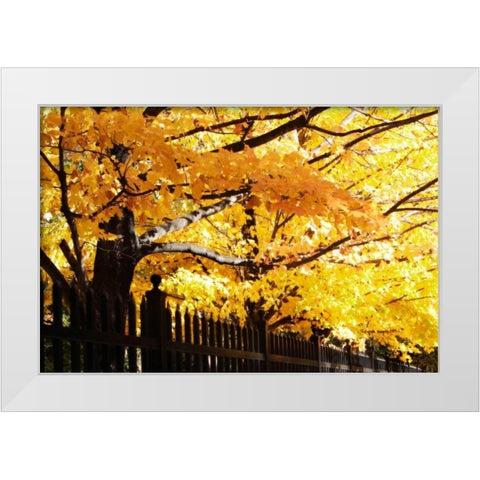 Boughs of Gold III White Modern Wood Framed Art Print by Hausenflock, Alan