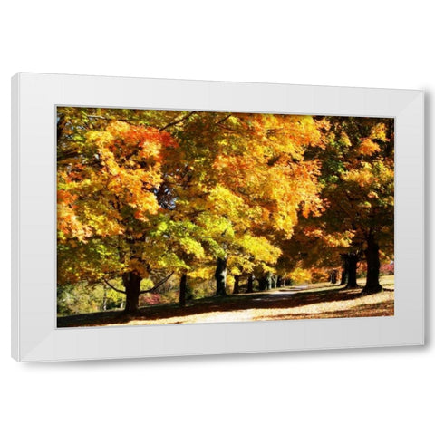 Sugar Maples I White Modern Wood Framed Art Print by Hausenflock, Alan