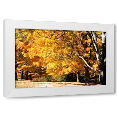 Sugar Maples II White Modern Wood Framed Art Print by Hausenflock, Alan