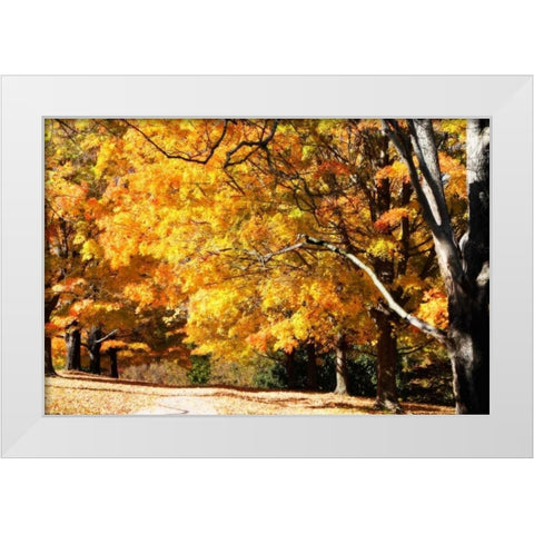 Sugar Maples II White Modern Wood Framed Art Print by Hausenflock, Alan