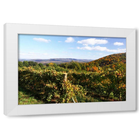 Mountain Vineyard II White Modern Wood Framed Art Print by Hausenflock, Alan