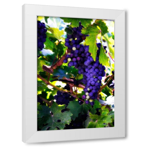 Grapes II White Modern Wood Framed Art Print by Hausenflock, Alan