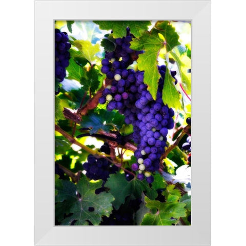 Grapes II White Modern Wood Framed Art Print by Hausenflock, Alan