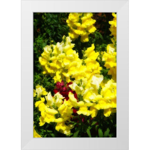 Garden Glory III White Modern Wood Framed Art Print by Hausenflock, Alan