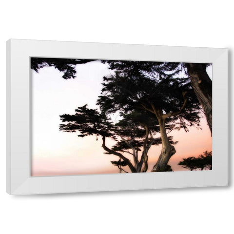 Cypress Silhouette III White Modern Wood Framed Art Print by Hausenflock, Alan