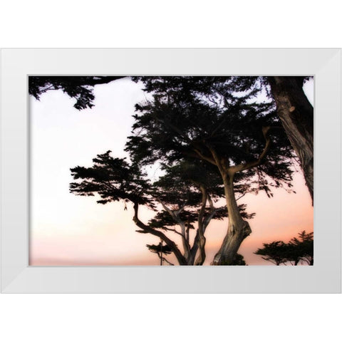 Cypress Silhouette III White Modern Wood Framed Art Print by Hausenflock, Alan