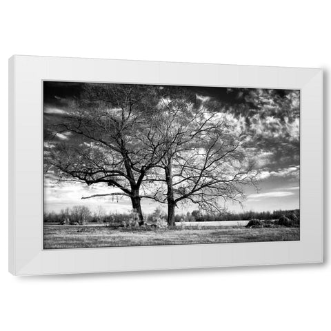 Roseville Oaks White Modern Wood Framed Art Print by Hausenflock, Alan