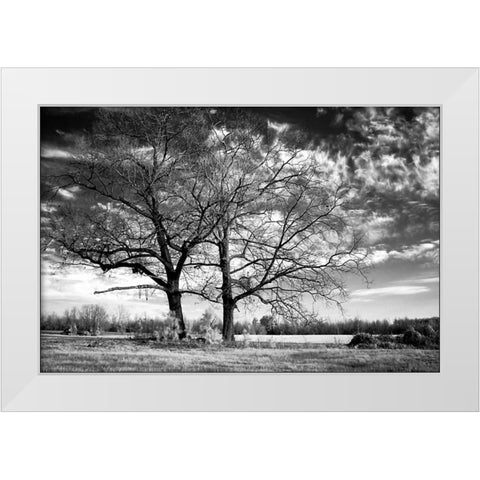 Roseville Oaks White Modern Wood Framed Art Print by Hausenflock, Alan