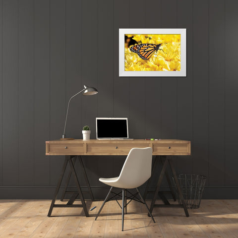 Monarch on Chrysanthemums White Modern Wood Framed Art Print by Hausenflock, Alan