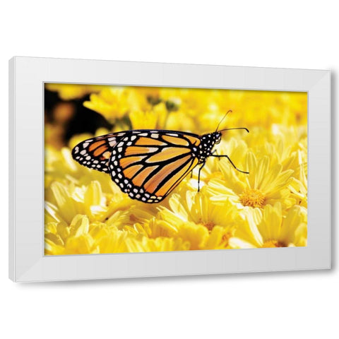 Monarch on Chrysanthemums White Modern Wood Framed Art Print by Hausenflock, Alan