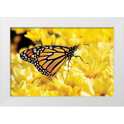 Monarch on Chrysanthemums White Modern Wood Framed Art Print by Hausenflock, Alan