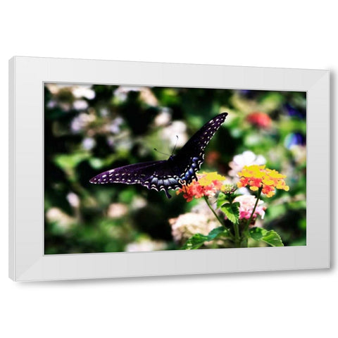 Black Swallowtail II White Modern Wood Framed Art Print by Hausenflock, Alan