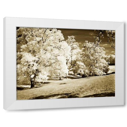 Sunlit Meadows I White Modern Wood Framed Art Print by Hausenflock, Alan