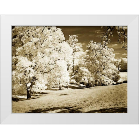 Sunlit Meadows I White Modern Wood Framed Art Print by Hausenflock, Alan