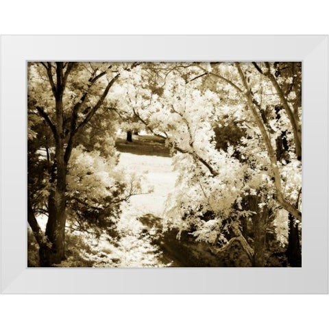 Sunlit Meadows II White Modern Wood Framed Art Print by Hausenflock, Alan