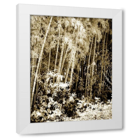 Bamboo Grove I White Modern Wood Framed Art Print by Hausenflock, Alan