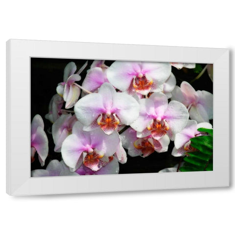 Moth Orchids I White Modern Wood Framed Art Print by Hausenflock, Alan