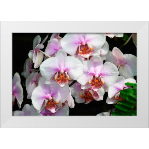 Moth Orchids I White Modern Wood Framed Art Print by Hausenflock, Alan