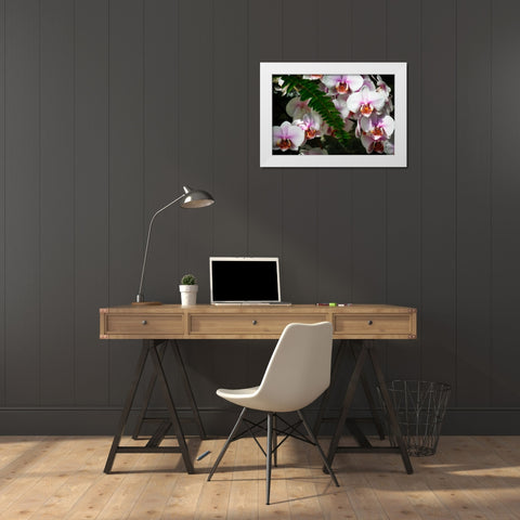 Moth Orchids II White Modern Wood Framed Art Print by Hausenflock, Alan