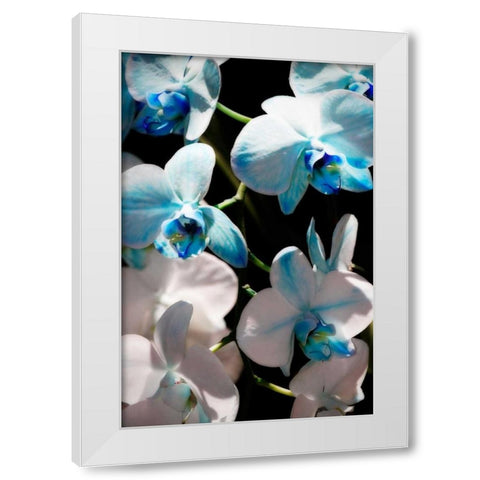Blue Moth Orchids I White Modern Wood Framed Art Print by Hausenflock, Alan