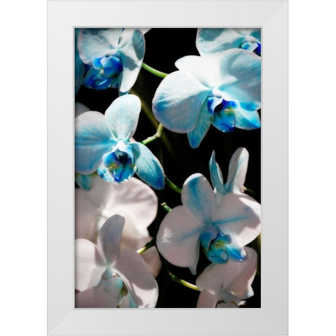 Blue Moth Orchids I White Modern Wood Framed Art Print by Hausenflock, Alan