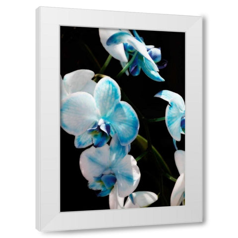 Blue Moth Orchids II White Modern Wood Framed Art Print by Hausenflock, Alan