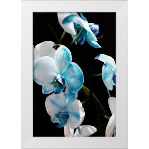 Blue Moth Orchids II White Modern Wood Framed Art Print by Hausenflock, Alan