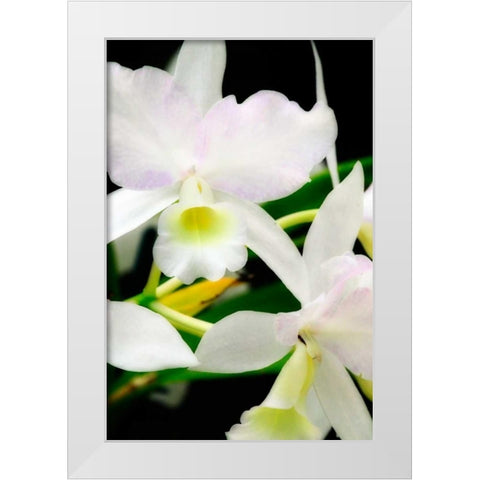 White Lady II White Modern Wood Framed Art Print by Hausenflock, Alan