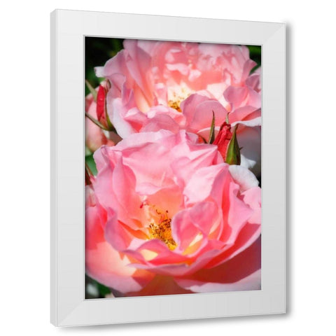 Wild Roses I White Modern Wood Framed Art Print by Hausenflock, Alan