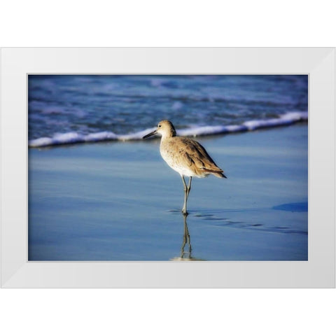 Sandpiper in the Surf I White Modern Wood Framed Art Print by Hausenflock, Alan