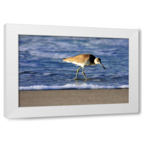 Sandpiper in the Surf IV White Modern Wood Framed Art Print by Hausenflock, Alan