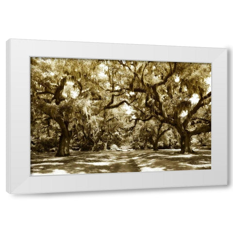 Druid Oaks I White Modern Wood Framed Art Print by Hausenflock, Alan