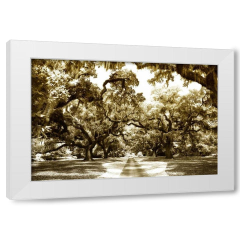 Druid Oaks II White Modern Wood Framed Art Print by Hausenflock, Alan
