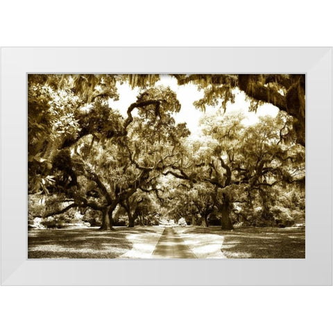 Druid Oaks II White Modern Wood Framed Art Print by Hausenflock, Alan