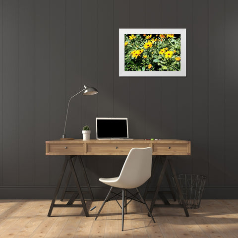 Yellow Daisies I White Modern Wood Framed Art Print by Hausenflock, Alan