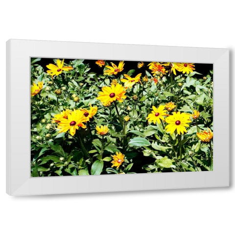 Yellow Daisies I White Modern Wood Framed Art Print by Hausenflock, Alan