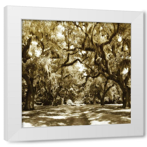 Druid Oak Square I White Modern Wood Framed Art Print by Hausenflock, Alan