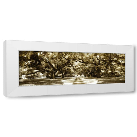 Druid Oaks Panel II White Modern Wood Framed Art Print by Hausenflock, Alan