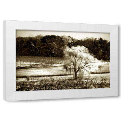 Vineyard I White Modern Wood Framed Art Print by Hausenflock, Alan