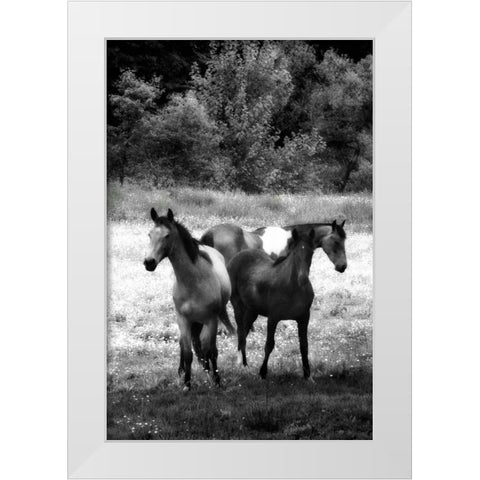 The Horses Three I White Modern Wood Framed Art Print by Hausenflock, Alan