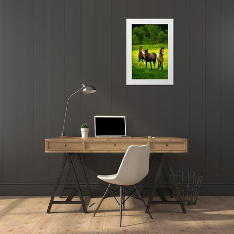 The Horses Three II White Modern Wood Framed Art Print by Hausenflock, Alan