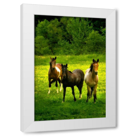 The Horses Three II White Modern Wood Framed Art Print by Hausenflock, Alan