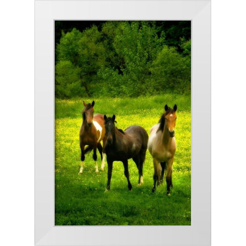 The Horses Three II White Modern Wood Framed Art Print by Hausenflock, Alan