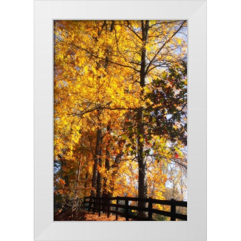 Boughs of Gold II White Modern Wood Framed Art Print by Hausenflock, Alan