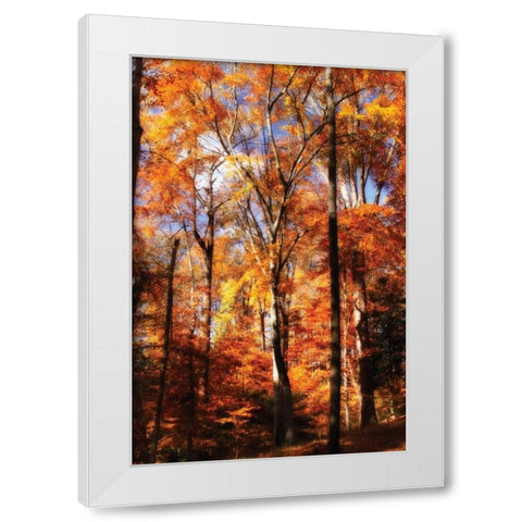 Autumn Cathedral II White Modern Wood Framed Art Print by Hausenflock, Alan