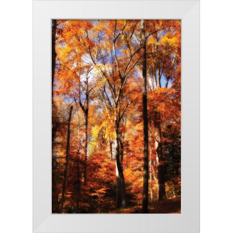 Autumn Cathedral II White Modern Wood Framed Art Print by Hausenflock, Alan