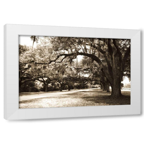 Charleston Oaks 9 Sepia White Modern Wood Framed Art Print by Hausenflock, Alan