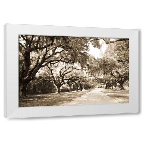 Charleston Oaks 10 Sepia White Modern Wood Framed Art Print by Hausenflock, Alan