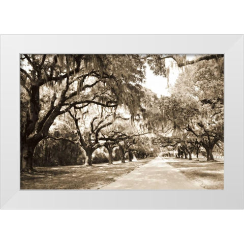 Charleston Oaks 10 Sepia White Modern Wood Framed Art Print by Hausenflock, Alan