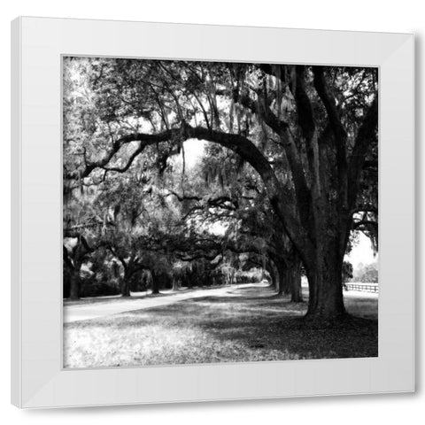 Charleston Oaks Sq IX White Modern Wood Framed Art Print by Hausenflock, Alan